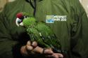 ppa thick billed parrot baby09.JPG