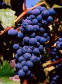 zin-grapes.jpg